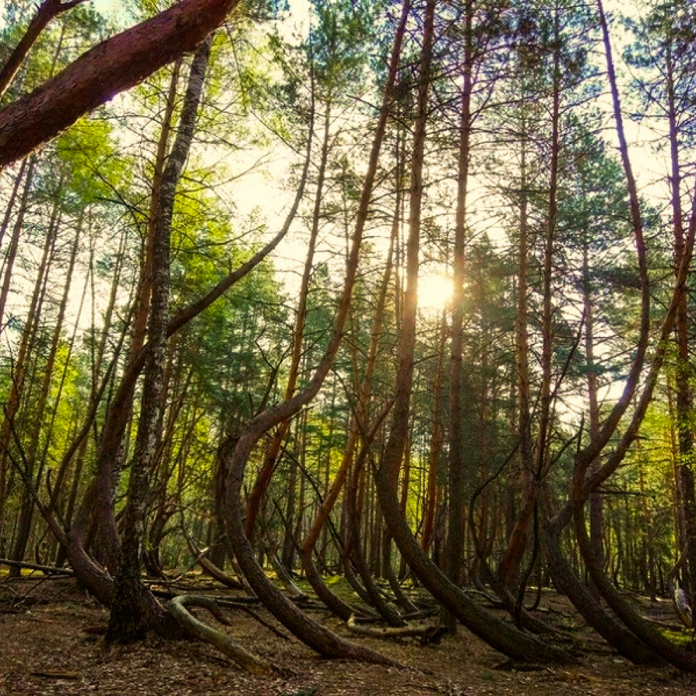 солотча рязань лес. танцующий лес в рязанской области шиловский. лес рязанской области. пьяный лес шилово рязанская область. лесное рязань.