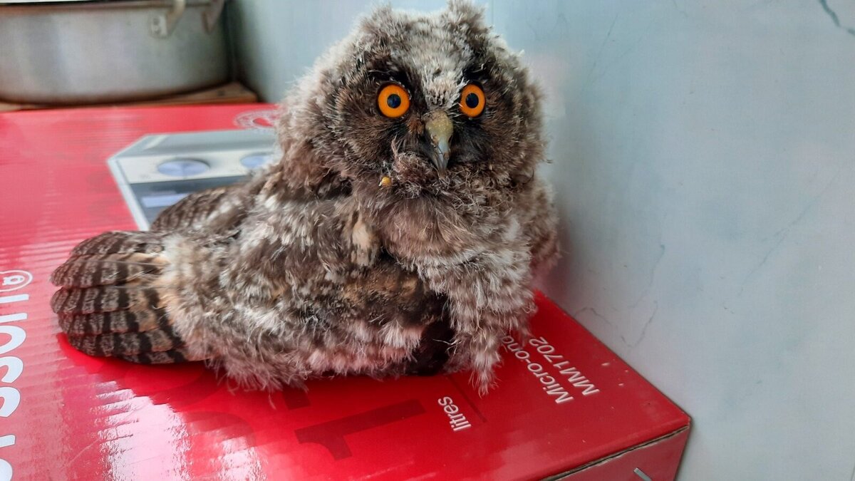 Авторское   фото