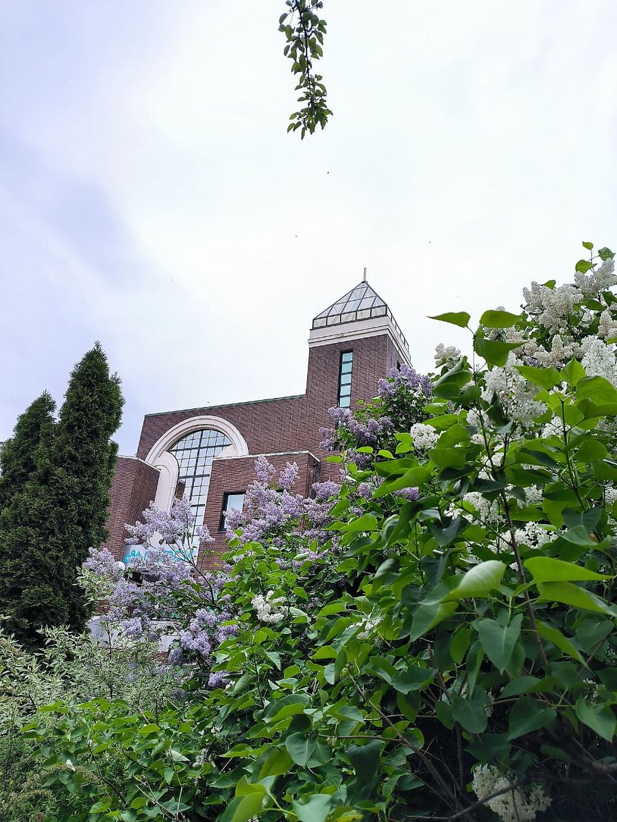 Сирень на улицах Одинцово. Не хочется все время о недостатках. Фото автора.