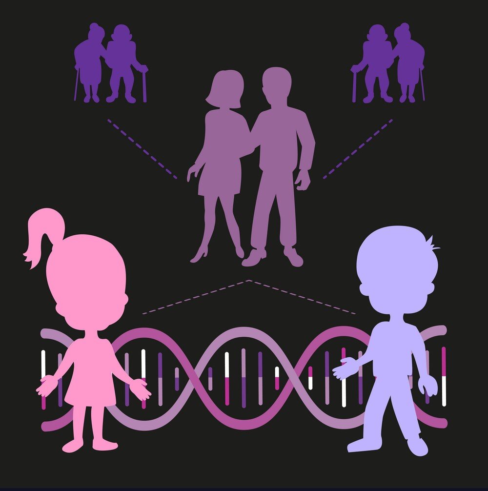Генетика для детей в картинках