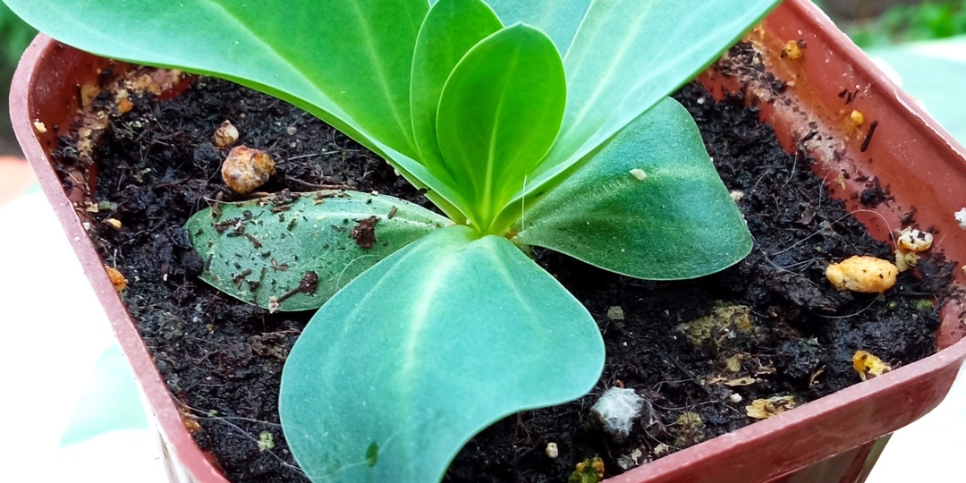 Интрига весны. Как вырастить эустому, нарушив всё, что только можно