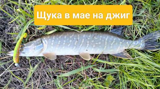 Щука в мае на джиг. Трудовая рыбалка в начале мая.