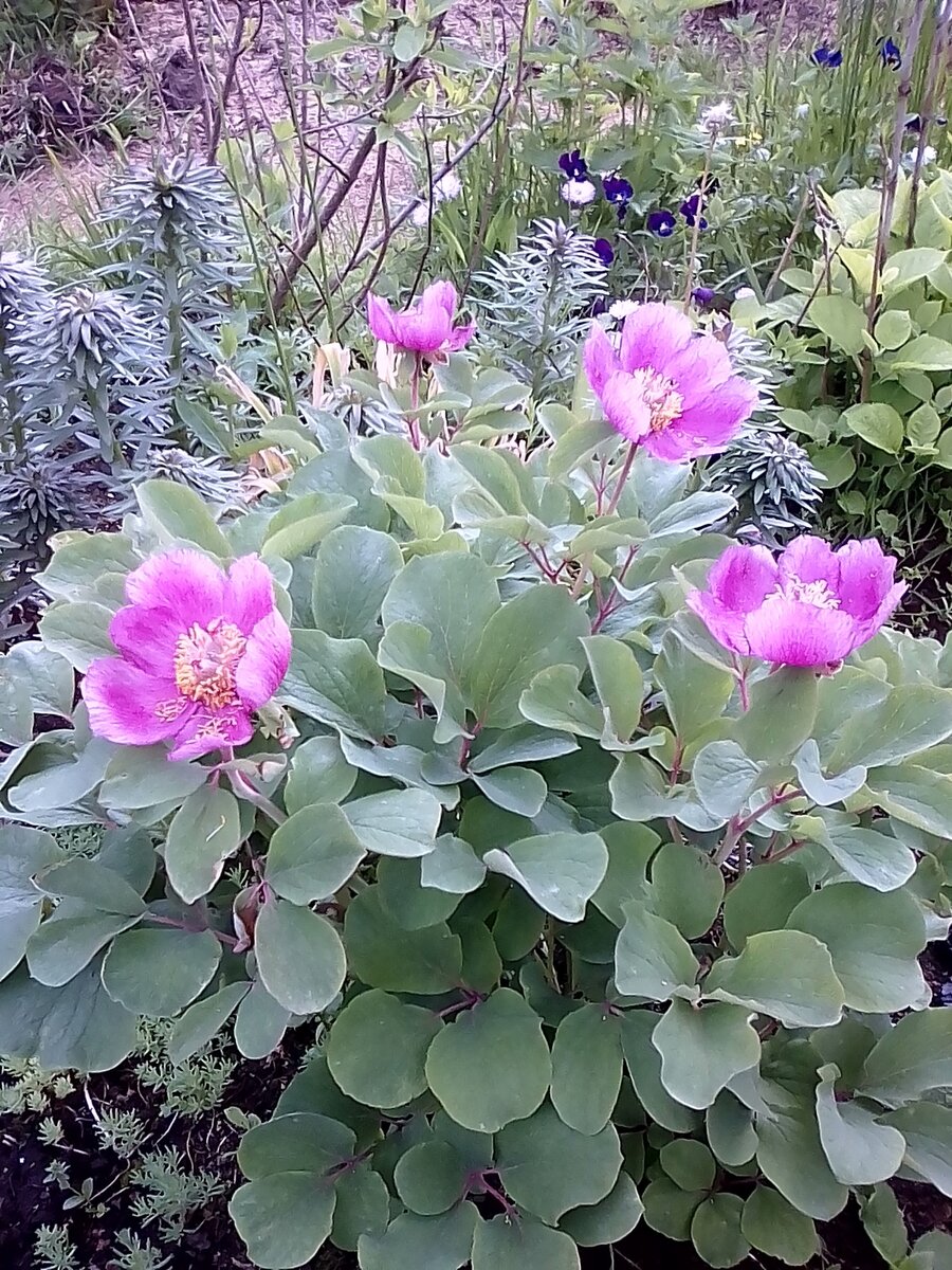 Пион кавказский