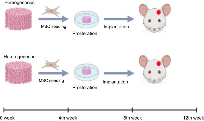 Схема эксперимента. Источник: https://stemcellres.biomedcentral.com/articles/10.1186/s13287-023-03307-6.