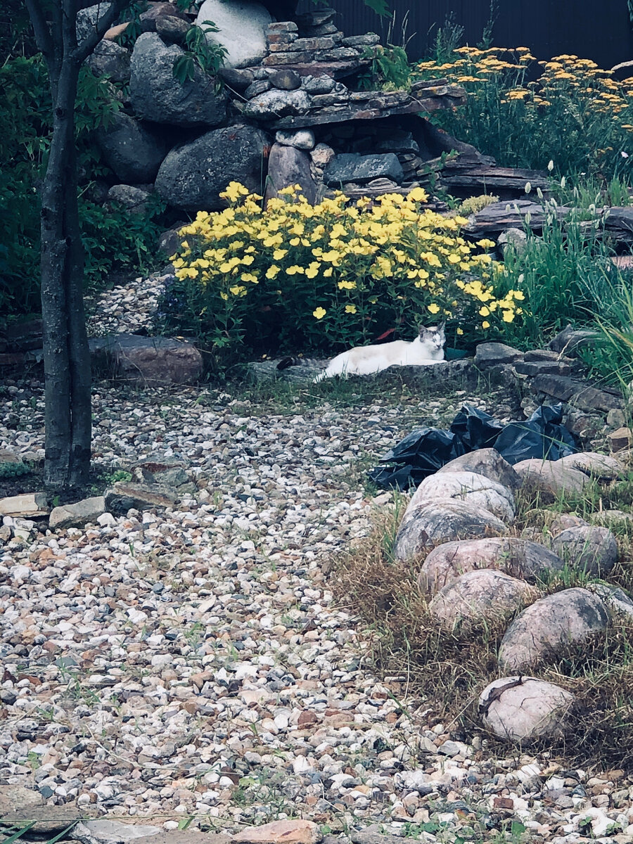 Пумка отдыхает под цветами.