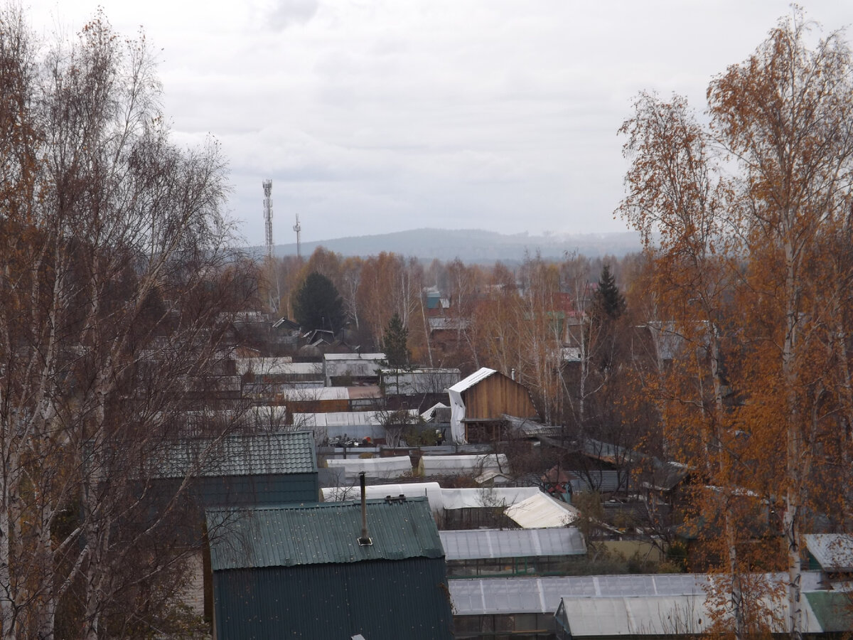 Сад палкинском торфянике Сад палкинском торфянике