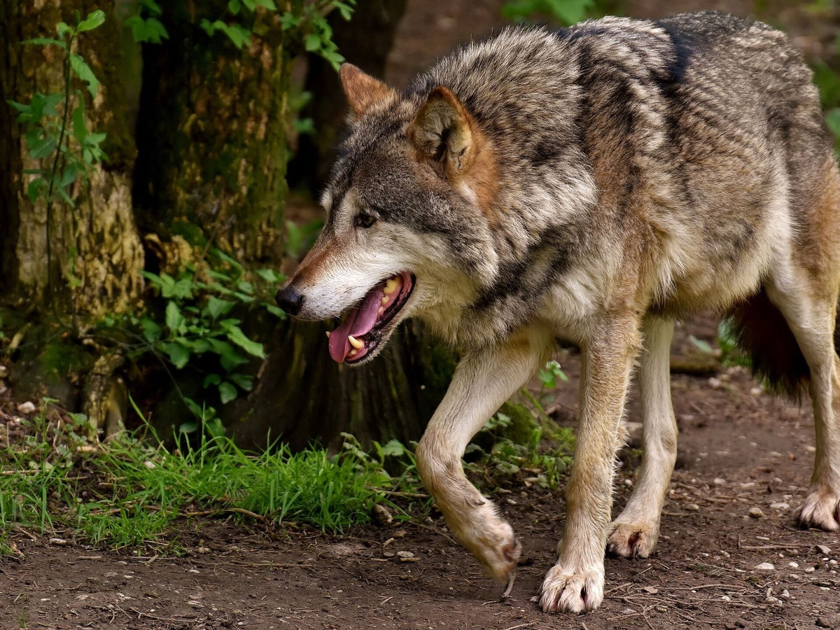 Фото взято из общего доступа в сети интернет