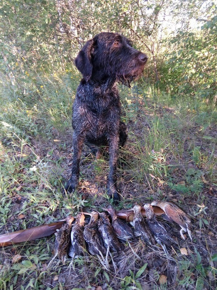 Фото из интернета похожего пса.