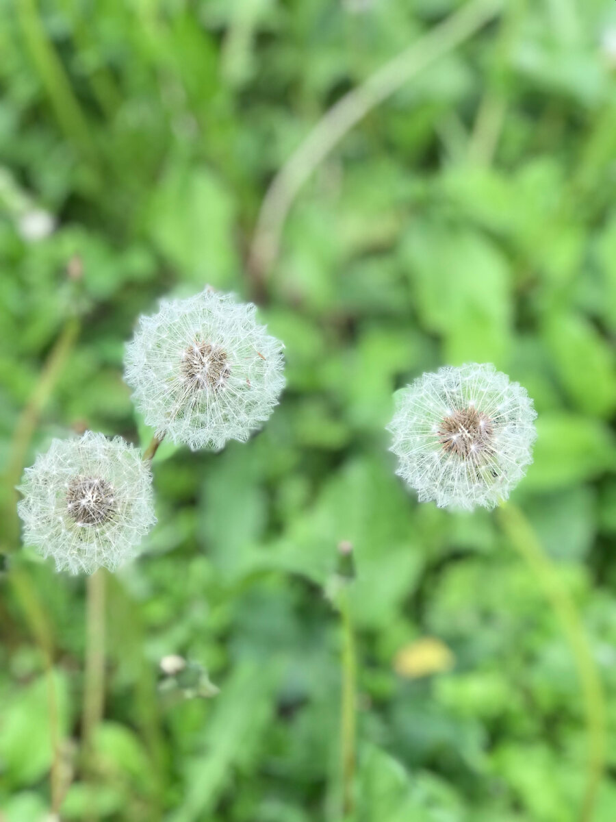 Все фото Автора канала. Нежность одуванчиков.