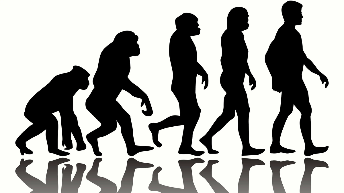 Развитие человечности. Human Evolution Эволюция человека. Чарльз Дарвин Эволюция. Цепочка Дарвина эволюционная. Эволюция обезьяны в человека.