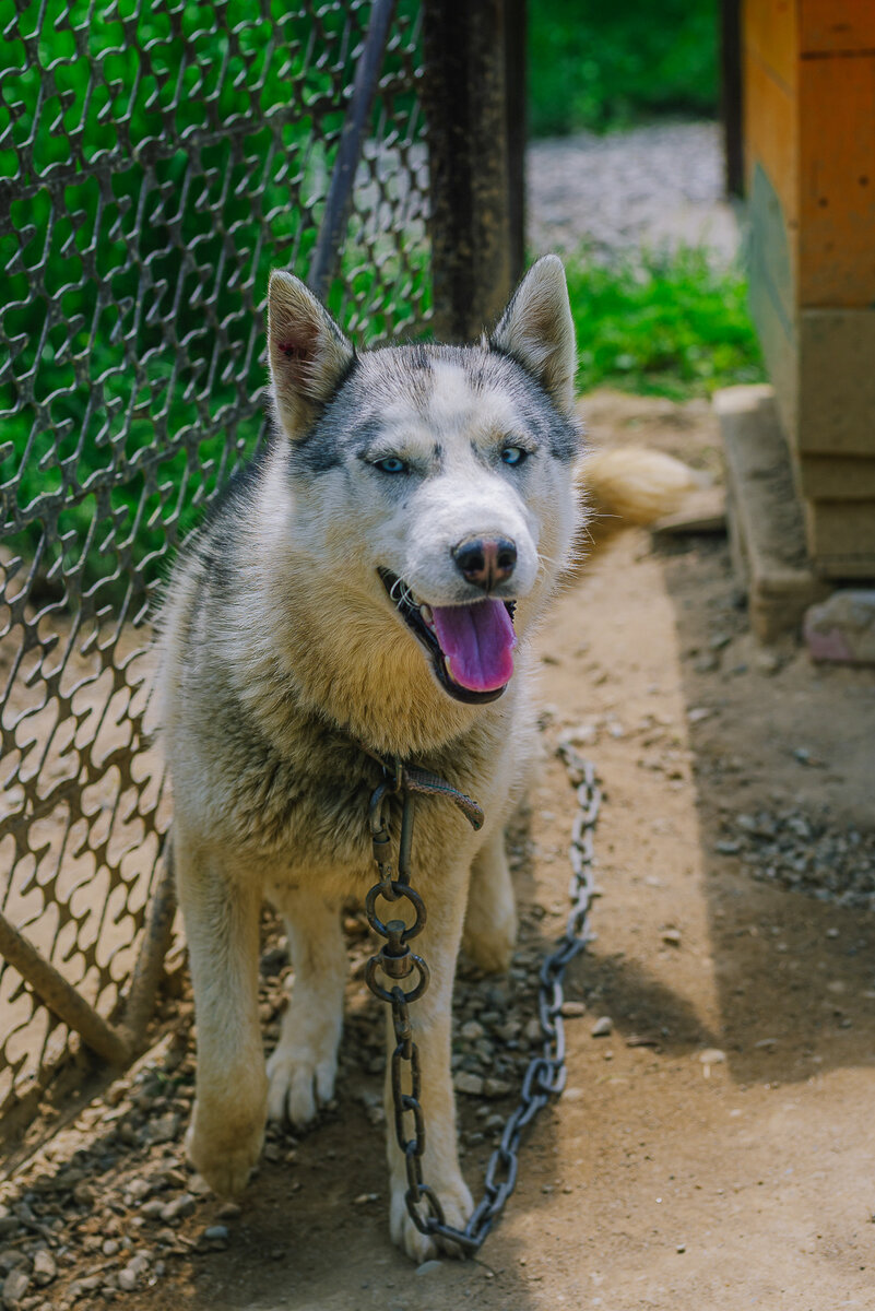 Приют не дом - это временное убежище 