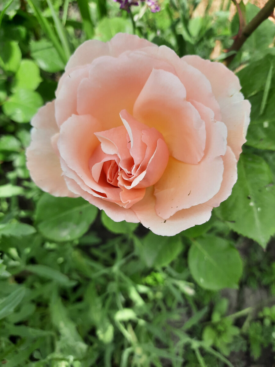 Самая ароматная роза!