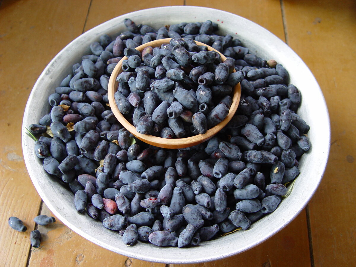    Ягоды жимолости — ценный пищевой и целебный продукт