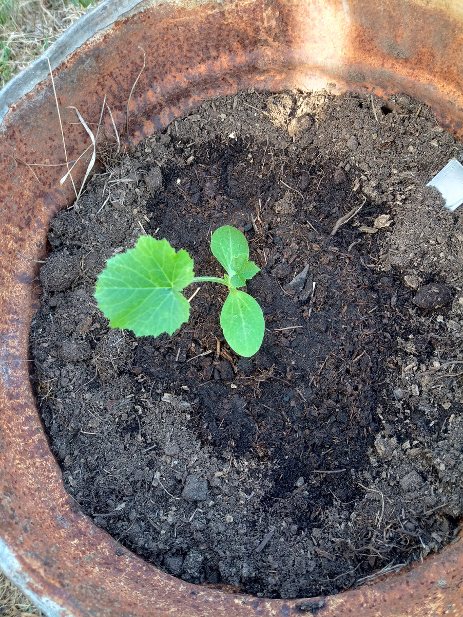 Первый пошел