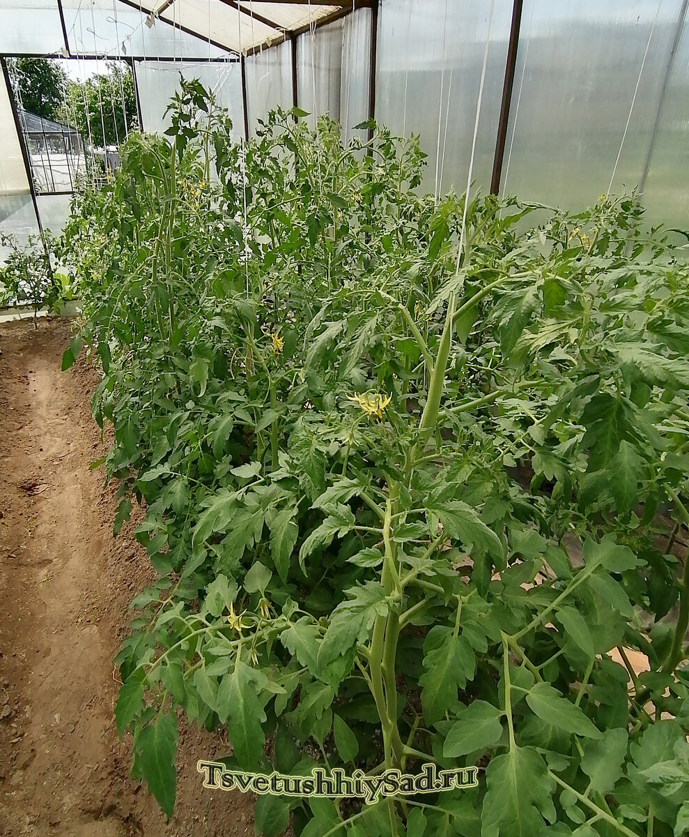 Томаты после подвязки и удаления новых пасынков.