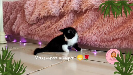 👀 Маленький котёнок💓 спинальник Тедди 🐱показывает свою бешеную скорость 🔥