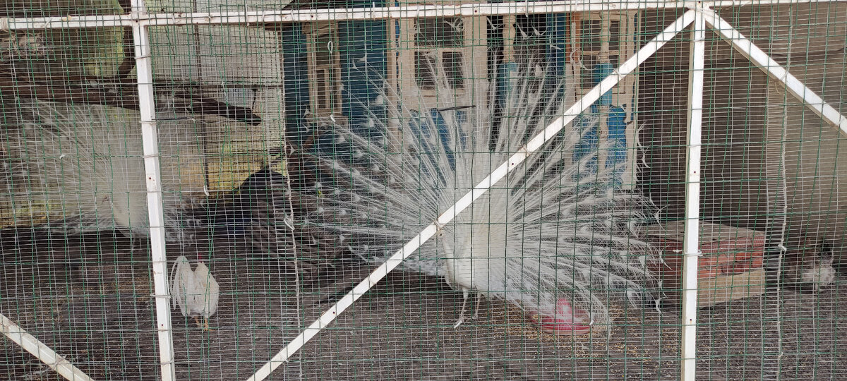 Белые палины на территории Церкви