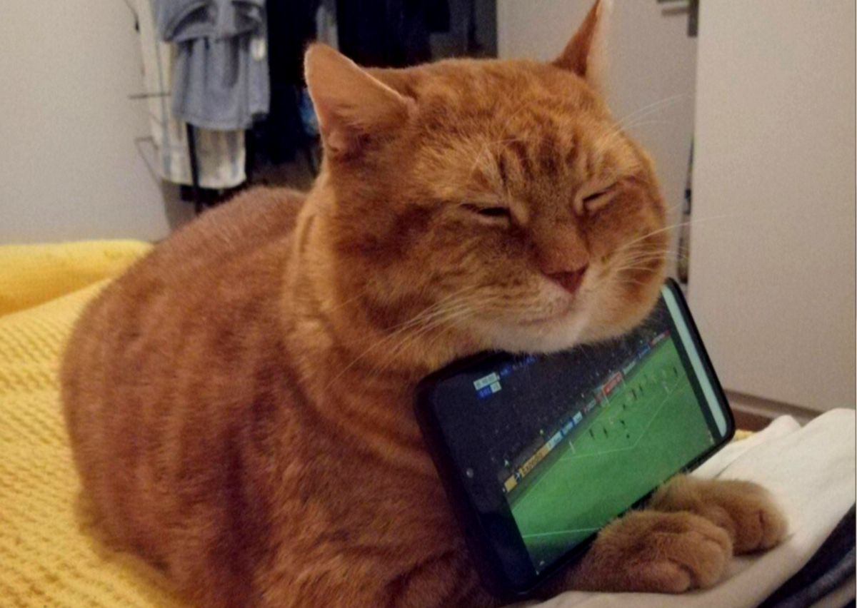 Коты не бесполезны. О дружбе людей и котов. Источник фото: pikabu.ru