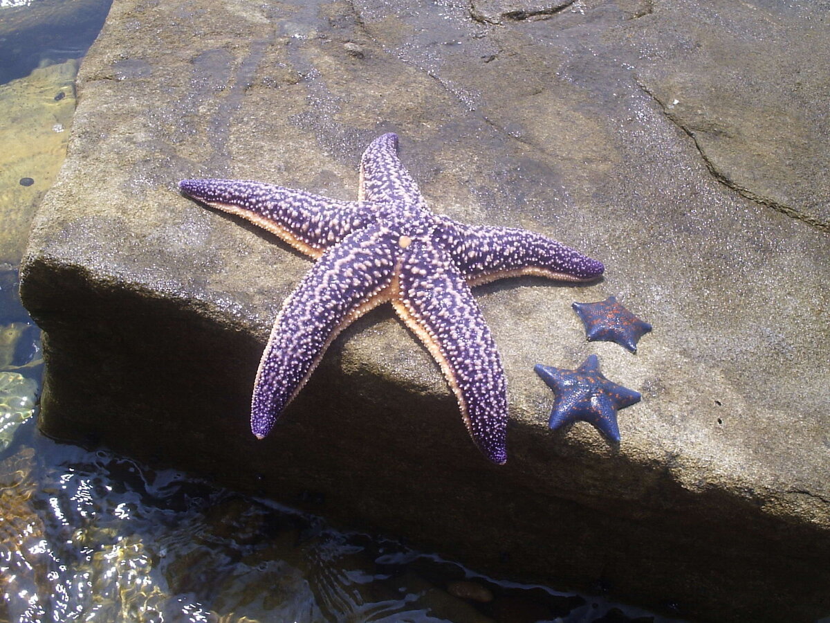 Морская звезда. Остров Русский, Дальний Восток. Фото автора.