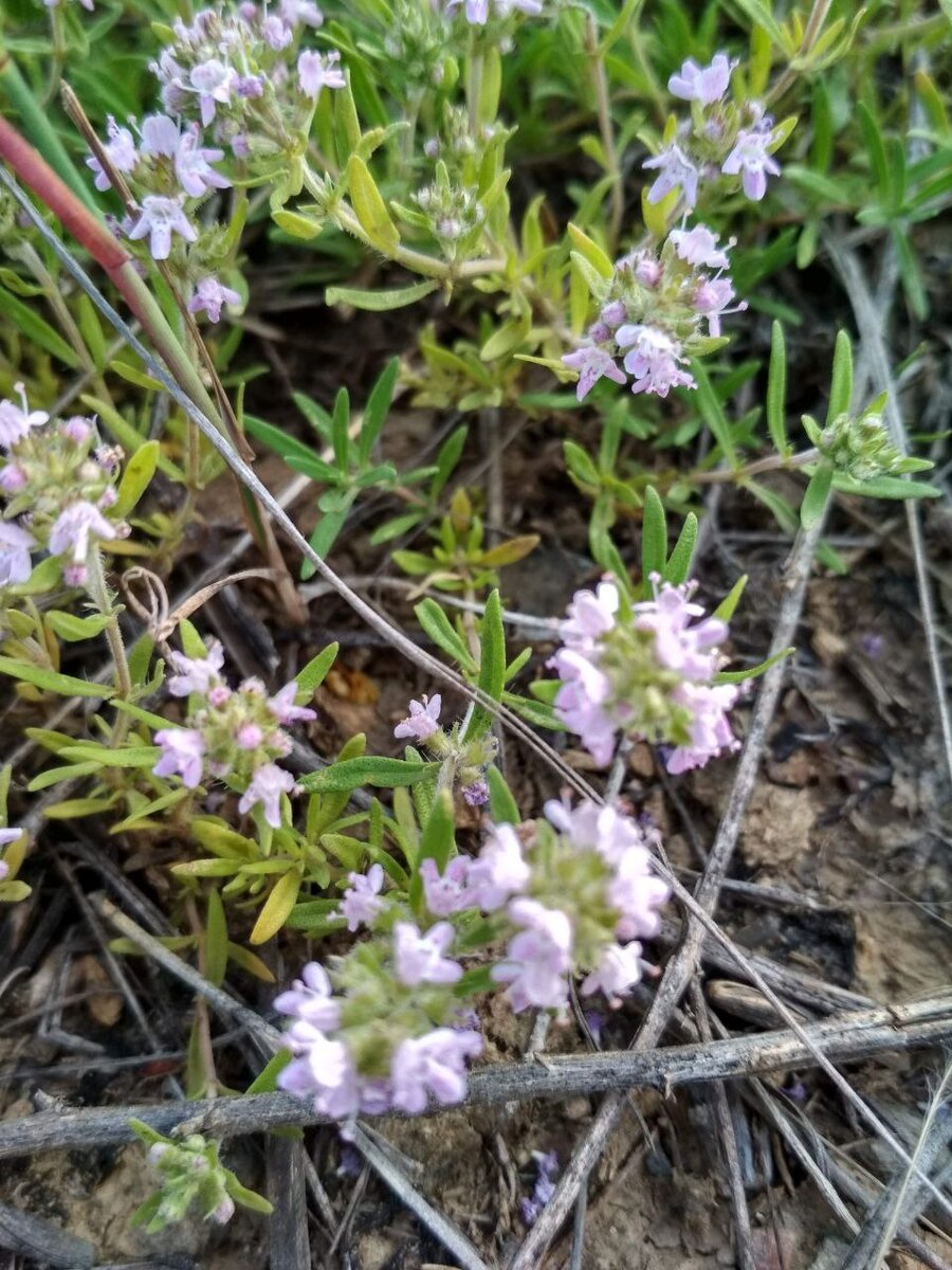 🌿#Чабрец🌿 