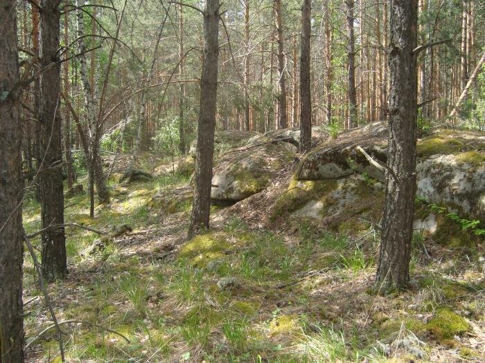 Ларинский бор