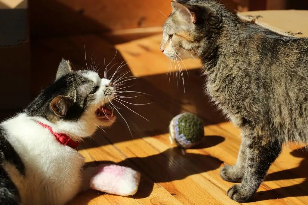 Поведение домашних животных. Кошачья агрессия. Агрессия у кошек. Агрессия котов. Кот тревога