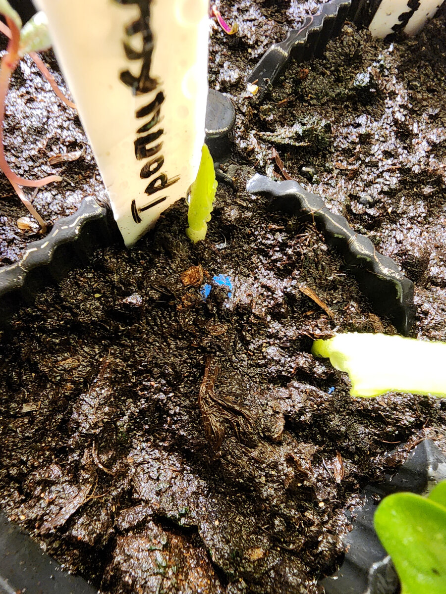 Расковыряла грунт посмотреть - пропал ли синий цвет у семян, что это было - оболочка или природное чудо. Не повторяйте, моя любознательность не всегда идет на пользу окружающему миру)