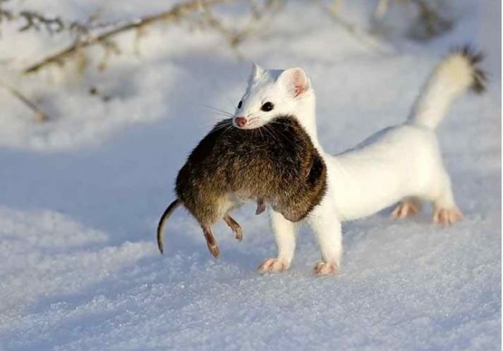      Хищница ласка