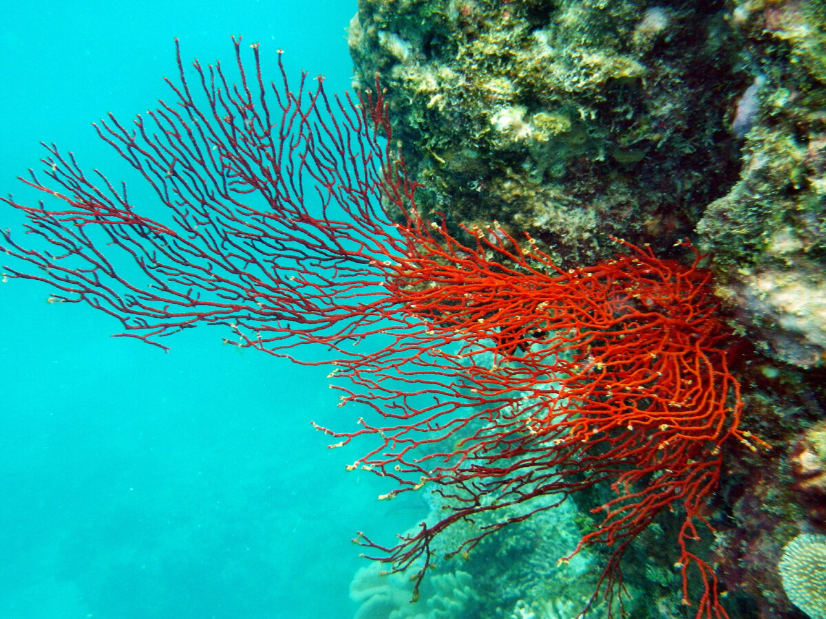 красные водоросли в красном море