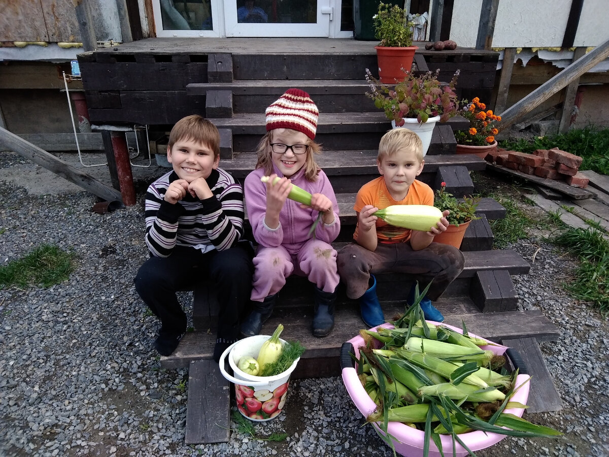 Сбор урожая на даче в Сибири)))