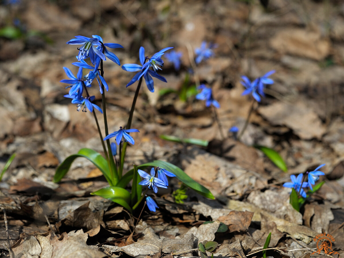 Пролеска - сцилла.