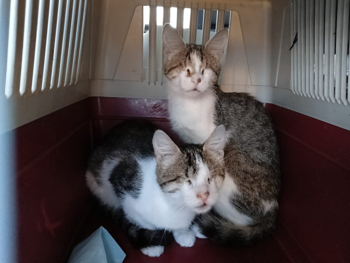 Кошечки Надя и Вера: все самые большие надежды волонтера воплотились в ...