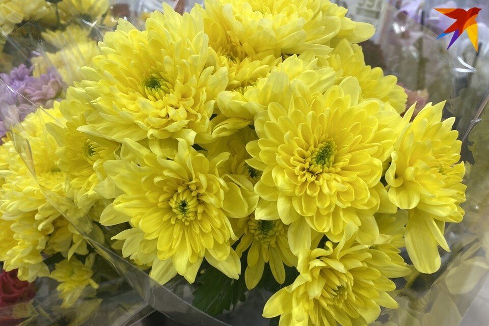     В Следственном комитете сказали, что жертвами цветочных мошенников стали 5 жителей Бреста. Снимок используется в качестве иллюстрации. Фото: архив «КП»