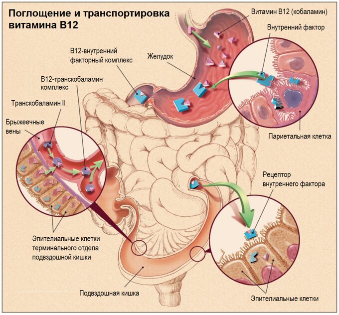 взято с сайта: https://propionix.ru/cianokobalamin-vitamin-v12 