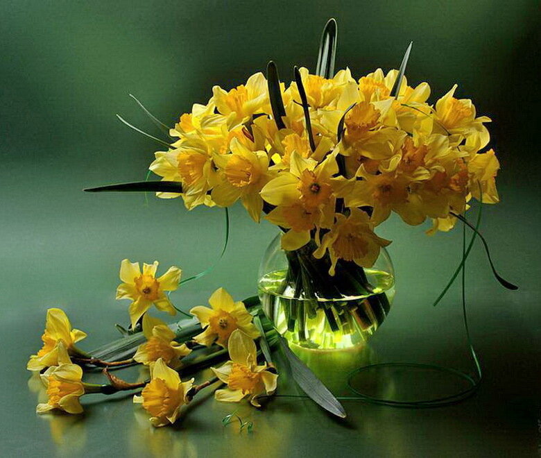 Нарциссы. Фотография в свободном доступе