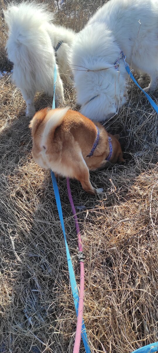 Вот так Миха штопором ввинчивается в нору. 