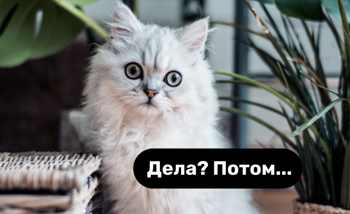 Автор фото Rana Sawalha