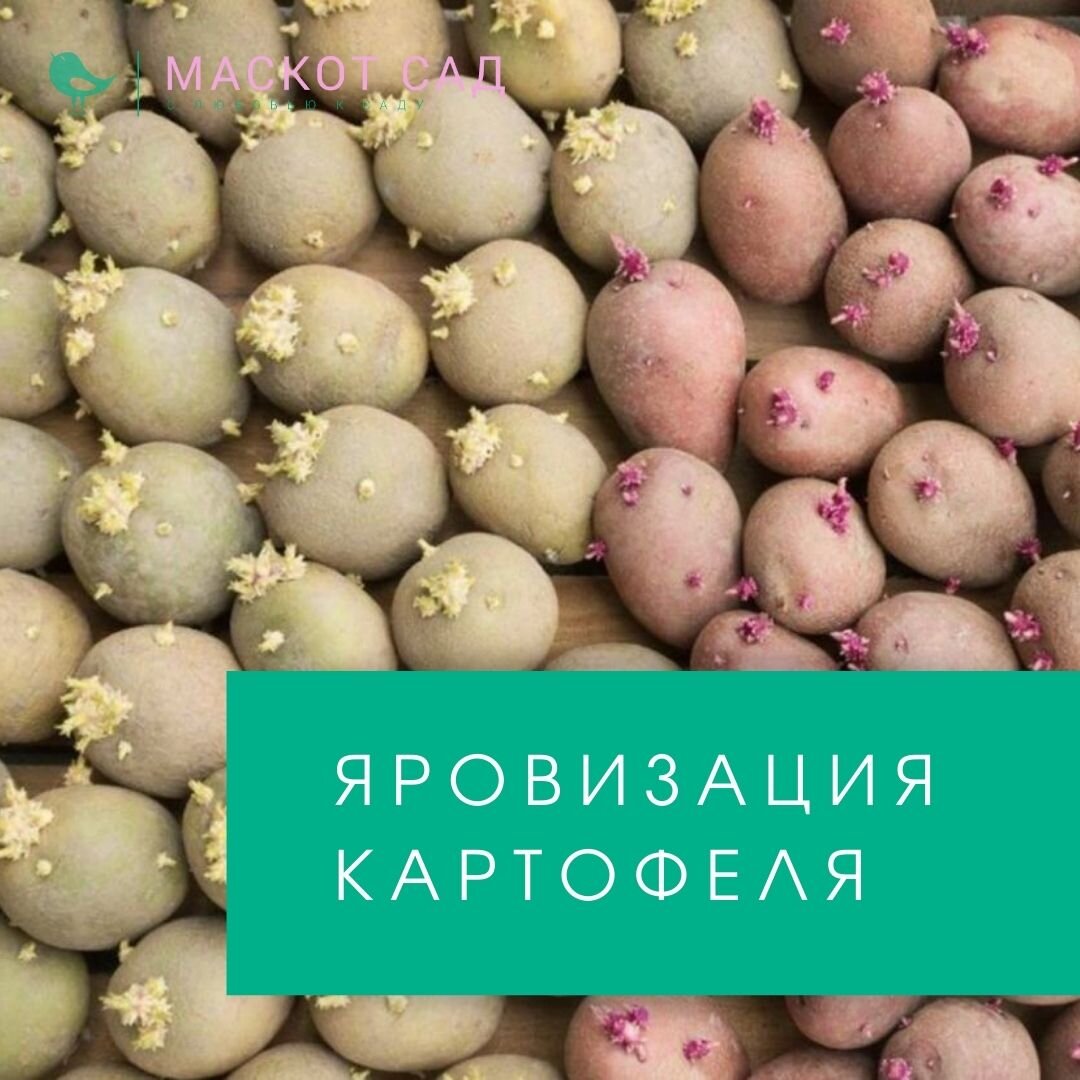 Яровизация картофеля перед посадкой в домашних. Яровизация картофеля. Этикетка на семенной картофель. Картофель в городе выращиваем. Мини клубни картофеля из семян.