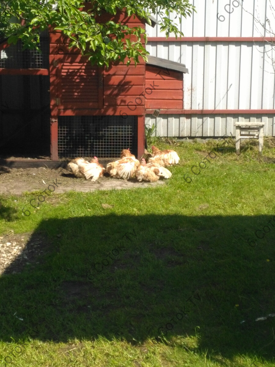 Ломан Браун. Молодки