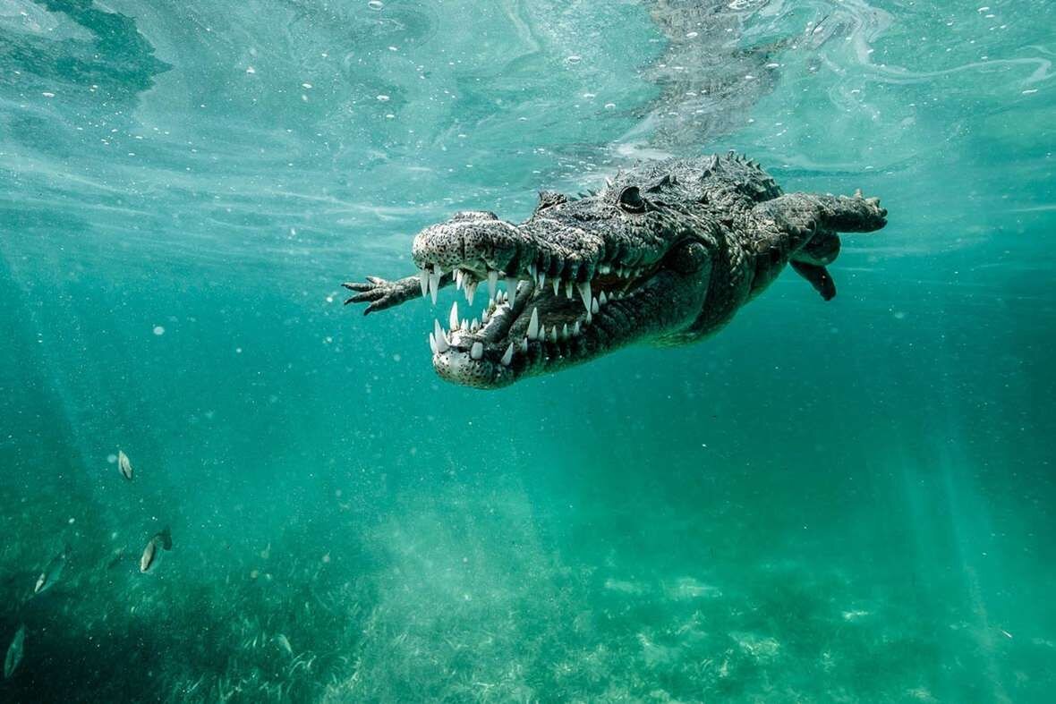 Гребнистый крокодил плывущий