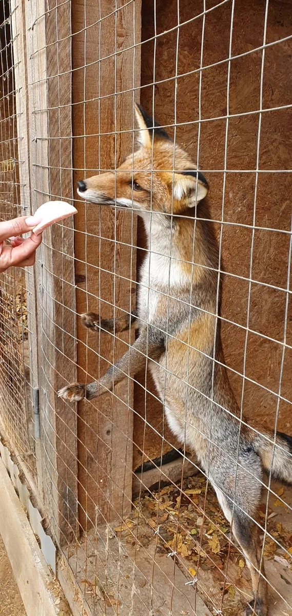 Фото автора, лисица