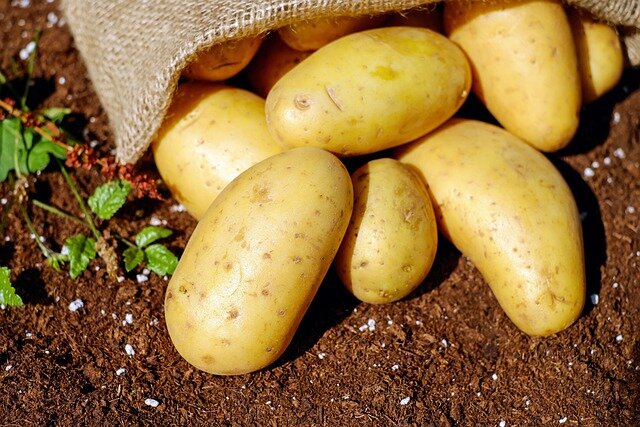 5 самых урожайных и вкусных сортов картофеля по отзывам огородников