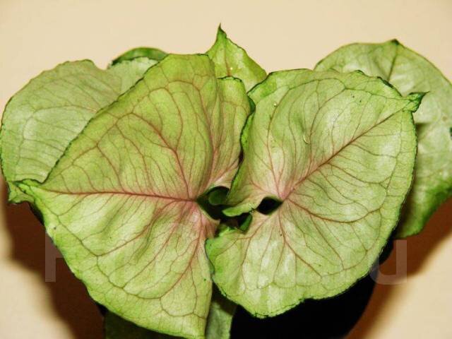 Syngonium Ratsamee Nag