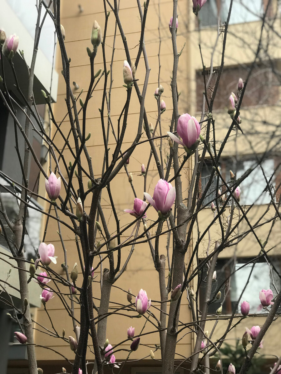 В Стамбуле расцветают магнолии