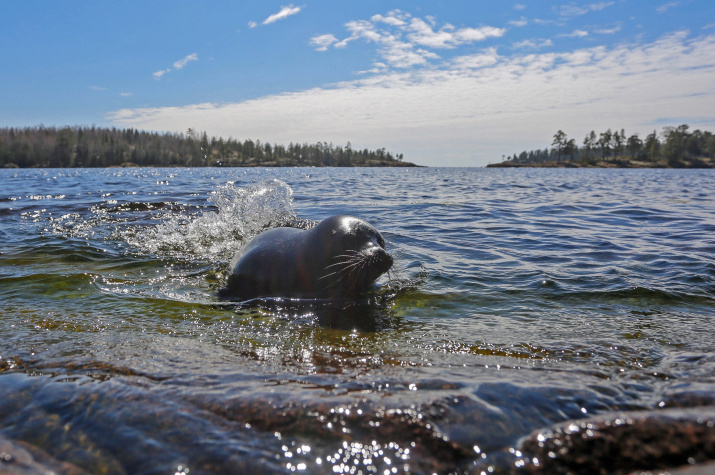 Кольчатая нерпа отличается от других узором шкуры — на ней отчётливо заметны колечки. Фото: Фонд друзей балтийской нерпы