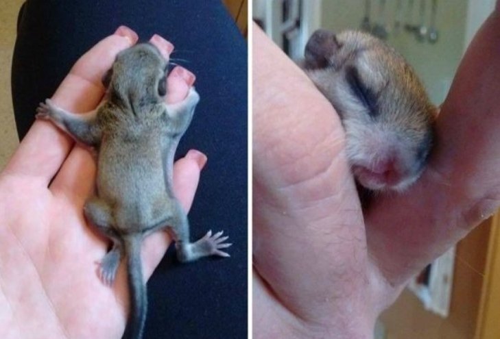 История начинается с того, что героиня этой истории рассказала в соц сетях о непонятном существе, которое они с сыном хотели сначала выкинуть.-4