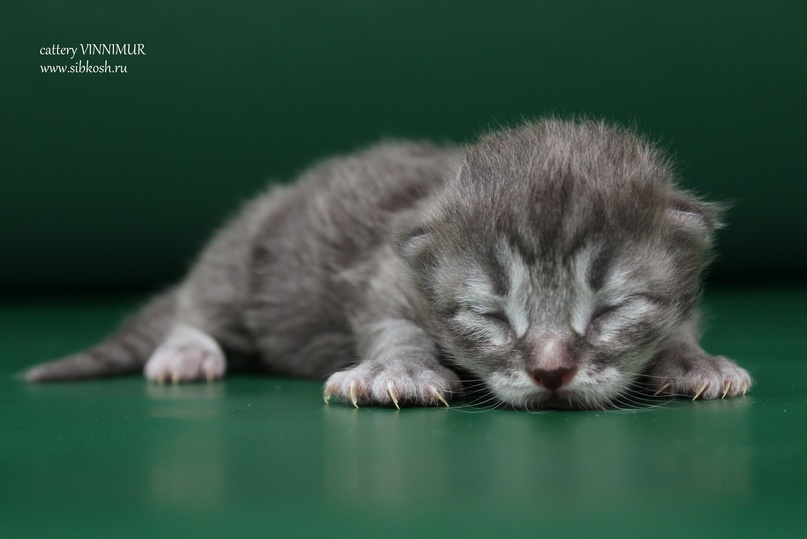 Оптимальный возраст для переезда котят в новый дом | VinniMur Сибирские  кошки и американские керлы | Дзен