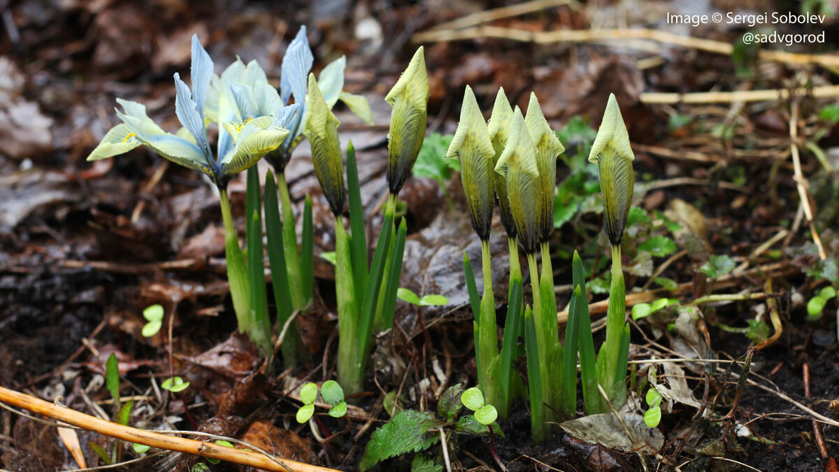 Иридодиктиум гибридный 'Katarine Hodgkin'. Первые цветы уже раскрылись, но цвет пока неестественный — желтоватый.