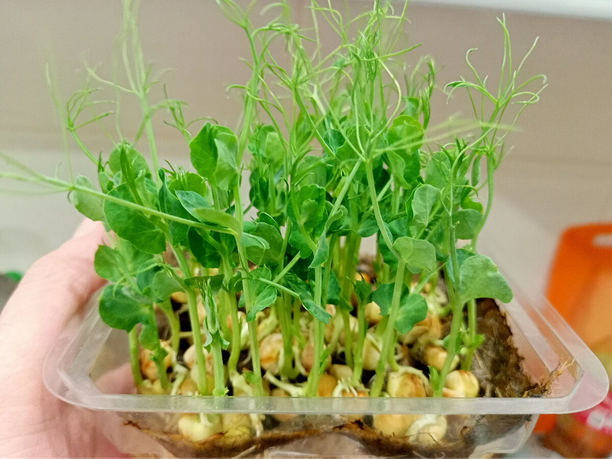 Микрозелень гороха