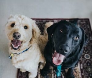    Фото: unsplash.com / Jay Wennington Гульназ Астахова